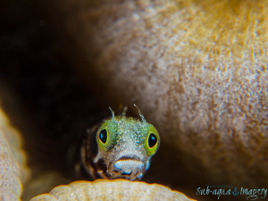 Secretary Blenny in Awe ;  Full Frame No Crop.  Oly OMD E... by Jan Morton 